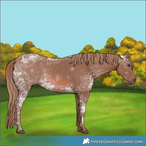 Horse Color:Chestnut Ice