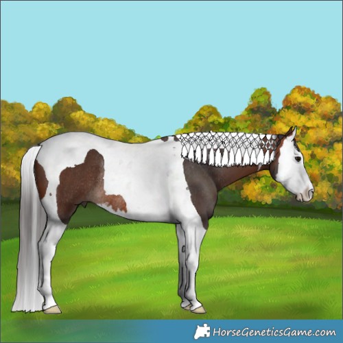 Horse Color:Brown Splash Tobiano Rabicano