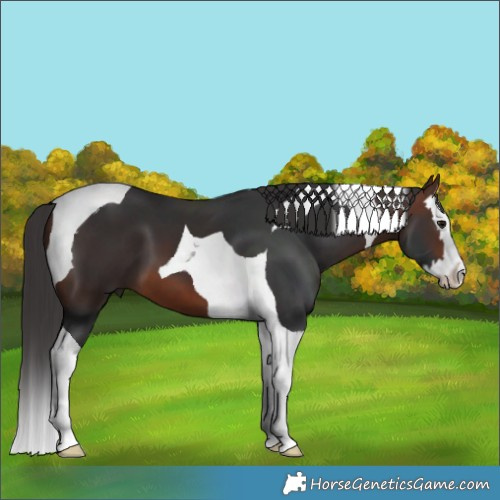 Horse Color:Brown Splash Tobiano 