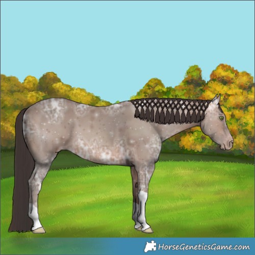 Horse Color:Sable Champagne Ice Tobiano 