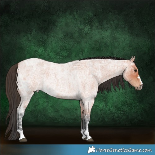 Horse Color:Bay Ice Roan