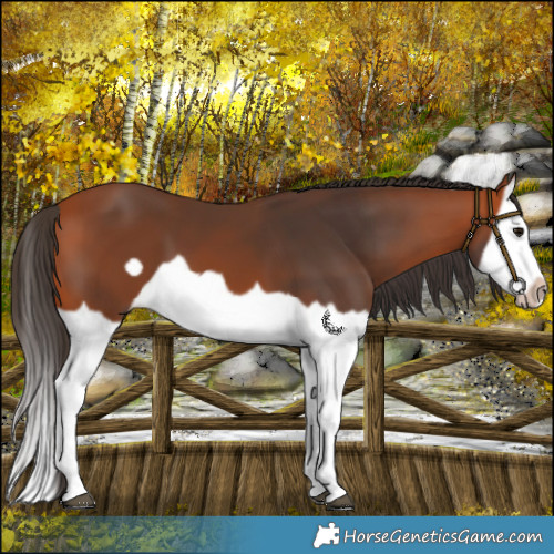 Horse Color:Bay Splash Frame