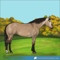 Horse Color:Gray Bay Dun