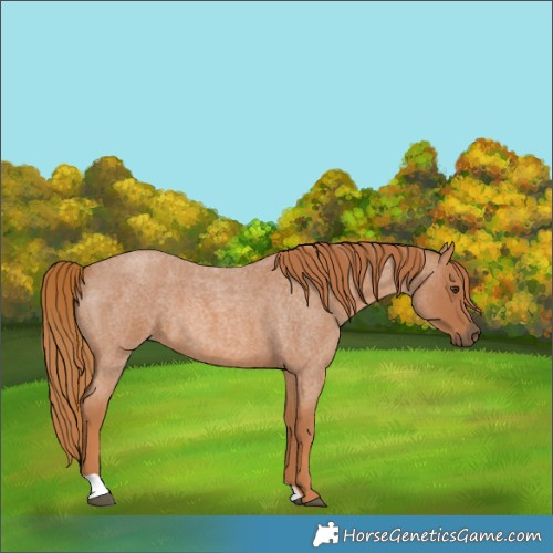 Horse Color:Red Roan