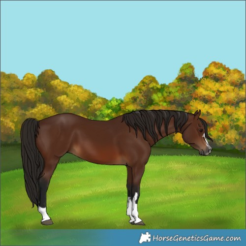 Horse Color:Gray Bay