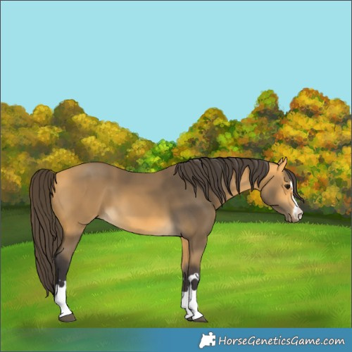 Horse Color:Buckskin