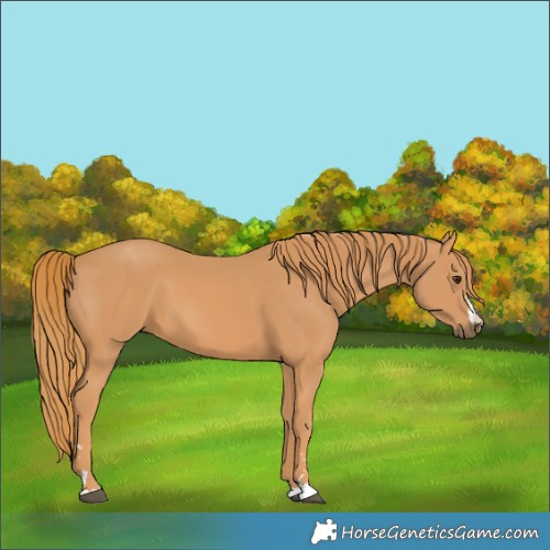 Horse Color:Chestnut 