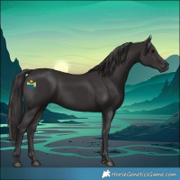 Horse Color:Smoky Black 