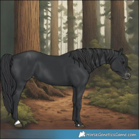 Horse Color:Black Varnish 