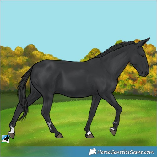 Horse Color:Black 