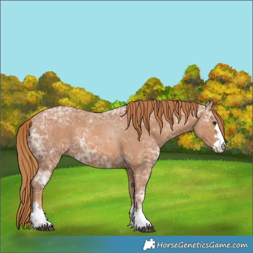 Horse Color:Chestnut Ice