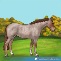 Horse Color:Red Roan Tobiano 