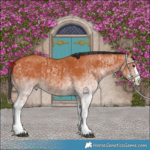 Horse Color:White Spotted Bay Splash and White Spotted Bay Splash