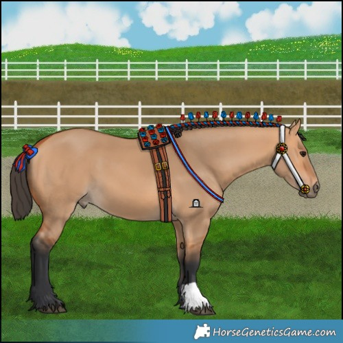 Horse Color:Bay Dun