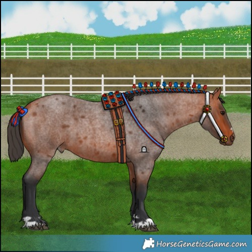 Horse Color:Bay Roan