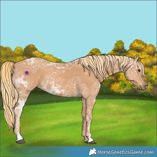 Horse Color:Chestnut Ice