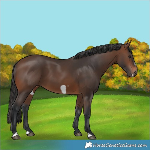 Horse Color:Brown Frame