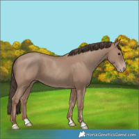 Horse Color:Classic Champagne
