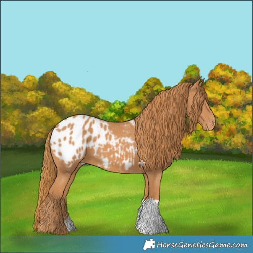 Horse Color:Chestnut Blanket