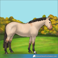 Horse Color:Bay Dun