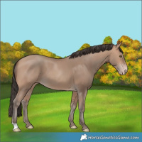 Horse Color:Amber Champagne