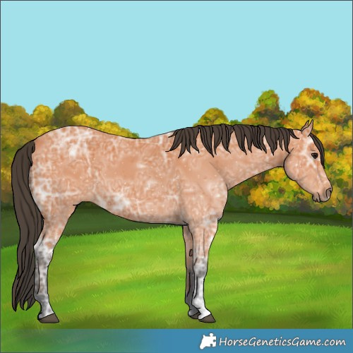 Horse Color:Bay Ice