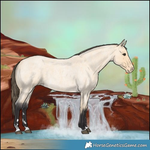 Horse Color:Buckskin Roan Varnish