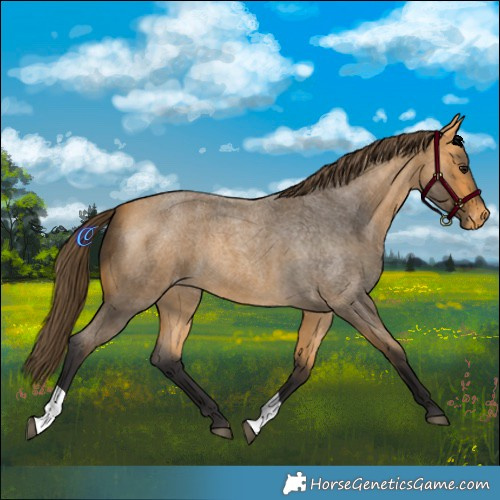 Horse Color:Buckskin Roan Varnish