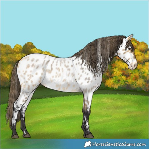 Horse Color:Buckskin Roan Near Leopard