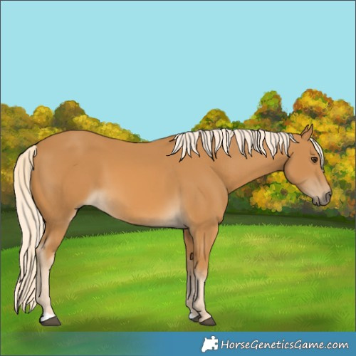 Horse Color:Palomino 