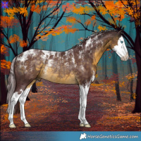 Horse Color:Powder White Chocolate Buckskin Splash Rabicano 
