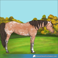 Horse Color:Bay Ice 