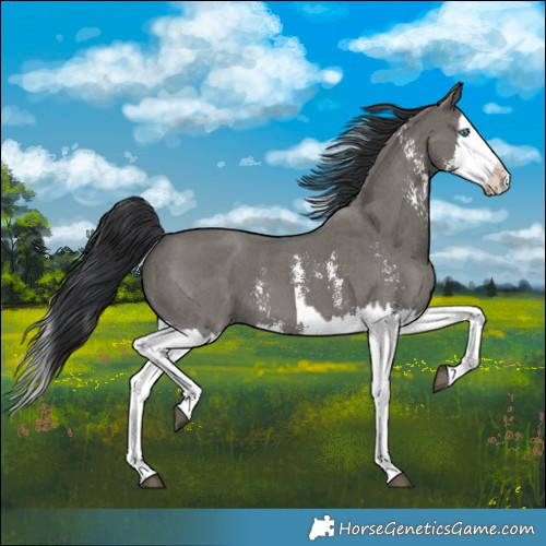 Horse Color:Grullo Sabino Splash  and Grullo Sabino Splash 
