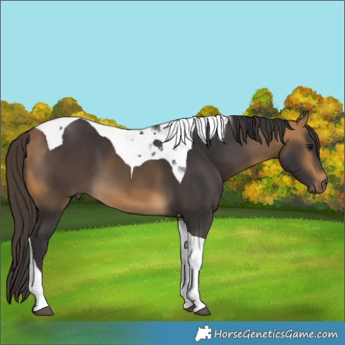 Horse Color:Buckskin Tobiano 