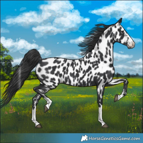 Horse Color:Black Near Leopard 
