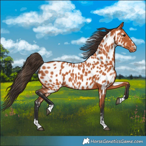 Horse Color:Bay Near Leopard