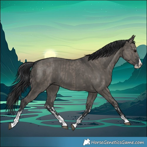 Horse Color:Grullo Sabino Splash  and Grullo Sabino Splash 
