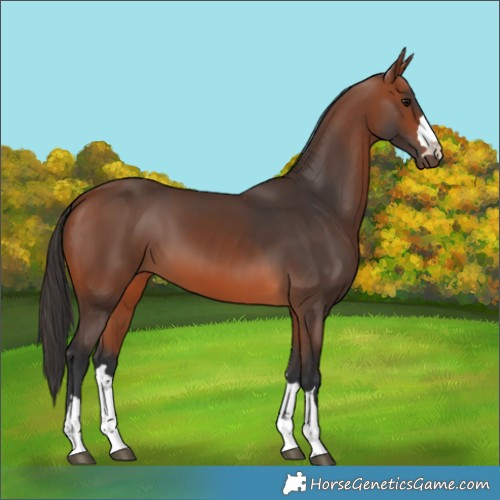 Horse Color:Bay 