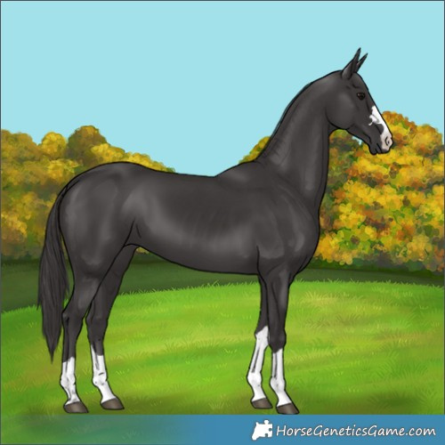 Horse Color:Smoky Black