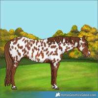 Horse Color:Chestnut Near Leopard 