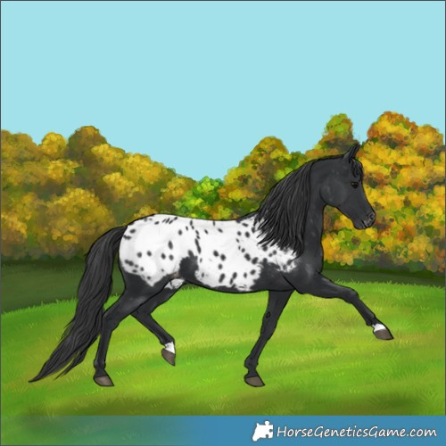 Horse Color:Black Blanket 