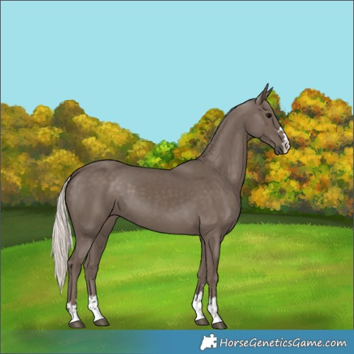 Horse Color:Silver Black