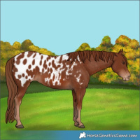 Horse Color:Chestnut Appaloosa