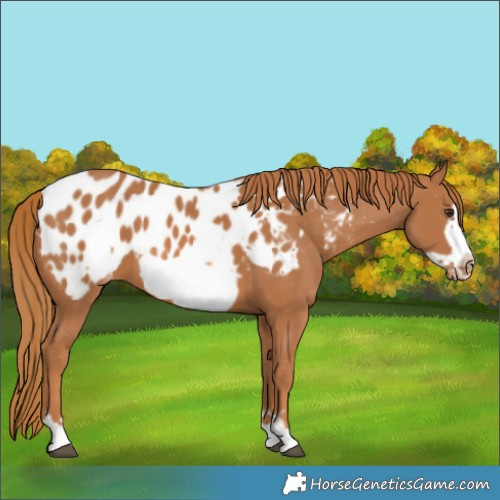 Horse Color:Chestnut Frame Appaloosa