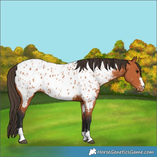 Horse Color:Bay Appaloosa 