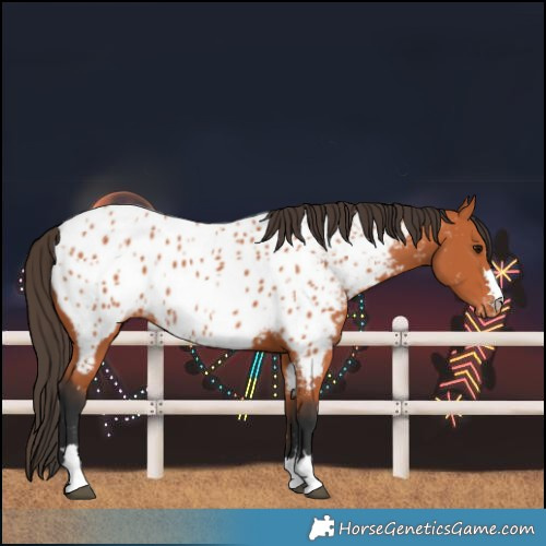 Horse Color:Bay Near Leopard