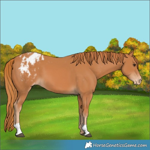 Horse Color:Chestnut Blanket