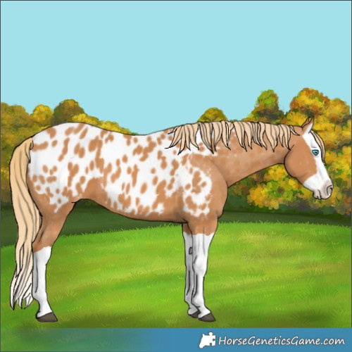 Horse Color:Chestnut Splash Near Leopard