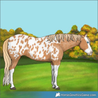Horse Color:Chestnut Splash Near Leopard 