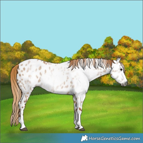 Horse Color:Gray Red Dun Splash Near Leopard